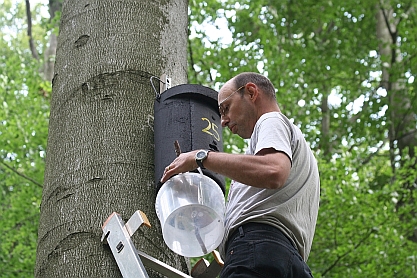 Kontrolle eines Fledermauskastens für Waldfledermäuse